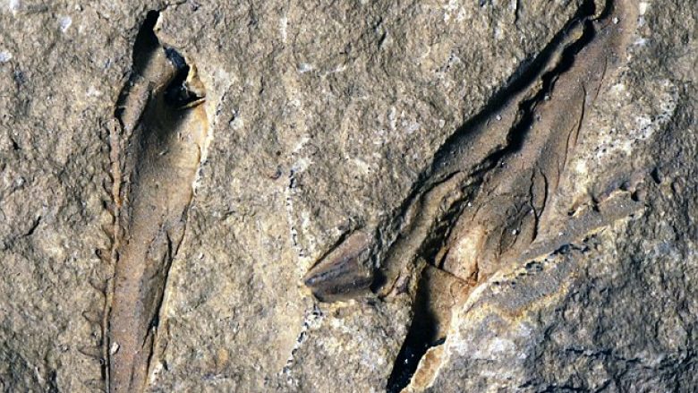 Zbulohet nofulla e krimbit të gjatë dy metra, që ka jetuar para 400 milionë vitesh (Foto)