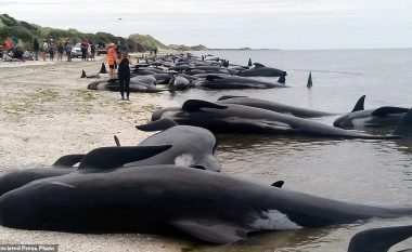 Vazhdon fenomeni shqetësues, balenat dalin në breg (Foto)