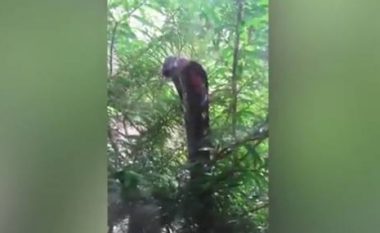 Kur kobra të shfaqet në dritare të shtëpisë (Video)