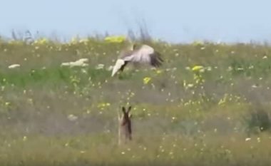 Lepuri vs Zogu grabitqar: Lufta dramatike për mbijetesë! (Video)