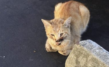 6 mijë dollarë për të shpëtuar macen e aksidentuar (Foto)