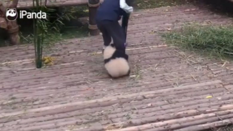 Ky njeri ka një hall – të punojë apo të merret me pandan! (Video)