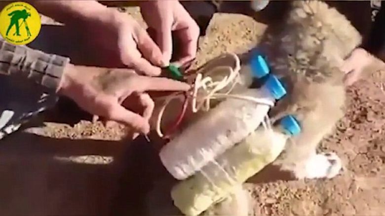 E tmerrshme: ISIS përgatit qentë për të kryer “sulme kamikaze” (Foto/Video)