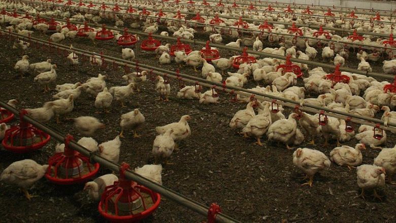 Gripi i shpendëve, ndalohet shitja dhe transporti i pulave në Durrës, Dibër dhe Korçë