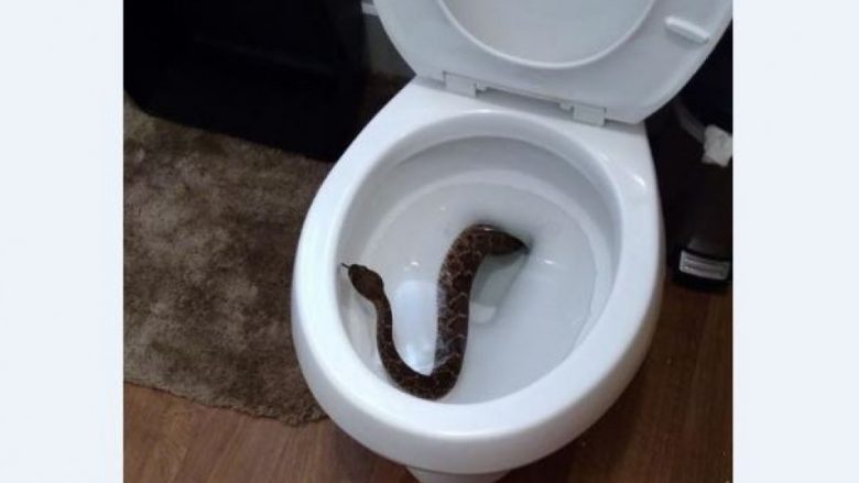 Një djalë gjeti një gjarpër në tualet, më pas u gjetën edhe 23 të tjerë në atë shtëpi (Video)