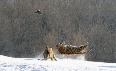 Tigrat siberianë e ndjekin dhe e kapin dronin që po i filmonte (Video)