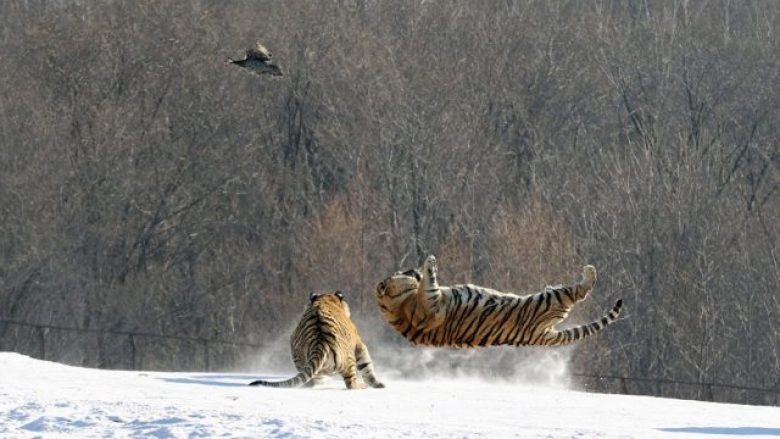 Tigrat siberianë e ndjekin dhe e kapin dronin që po i filmonte (Video)