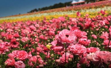 Më 2016 u importuan rreth 2 milionë euro lule në Shqipëri