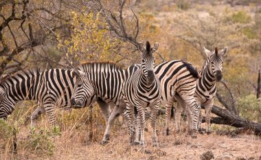 Për të kuptuar sa zebra janë, duhet ta shikoni me vëmendje këtë fotografi (Foto)