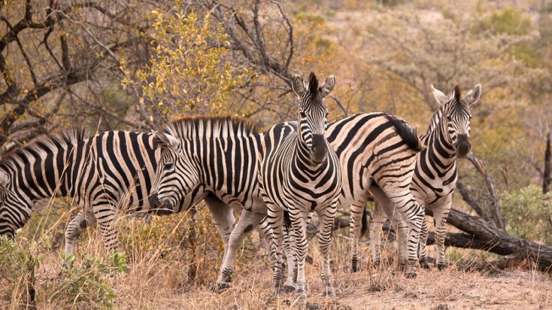 Për të kuptuar sa zebra janë, duhet ta shikoni me vëmendje këtë fotografi (Foto)