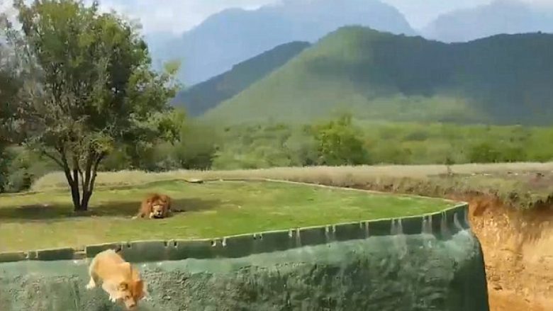 Luani tentoi t’i sulmojë vizitorët në kopshtin zoologjik, përfundoi në një gropë të thellë pesë metra (Video)