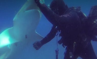 Momenti kur zhytësi ia shpëton jetën peshkaqenit, duke ia hequr shigjetën e hekurt të ngulur në trup (Foto/Video)