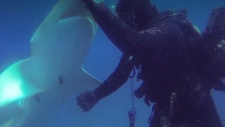 Momenti kur zhytësi ia shpëton jetën peshkaqenit, duke ia hequr shigjetën e hekurt të ngulur në trup (Foto/Video)