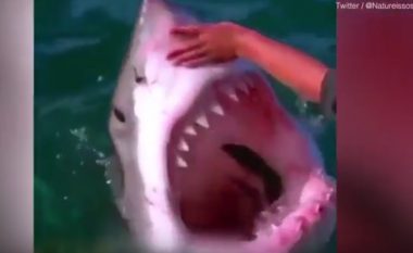 Budallallëk apo trimëri? Peshkatari ledhaton peshkaqenin me dhëmbë gjigant dhe të mprehtë (Video)
