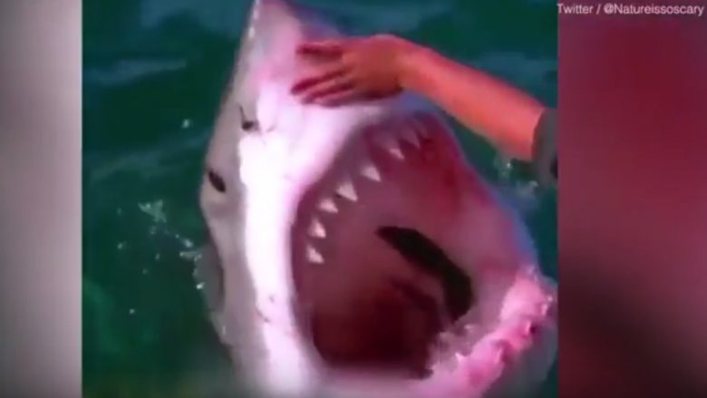 Budallallëk apo trimëri? Peshkatari ledhaton peshkaqenin me dhëmbë gjigant dhe të mprehtë (Video)