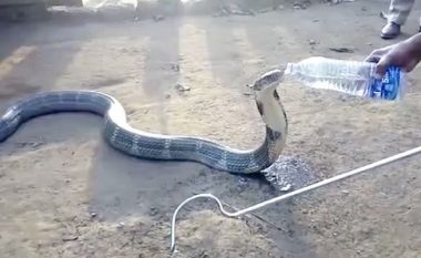 Burri ia shpëton jetën kobrës, i jep ujë nga shishja e vetë (Foto/Video)