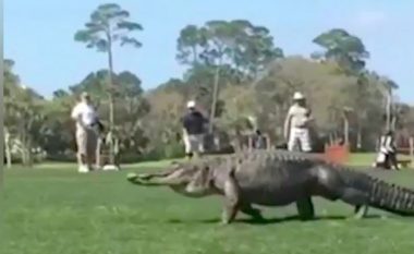 Po luanin golf kur para syve të tyre shfaqet aligatori gjigant (Foto/Video)