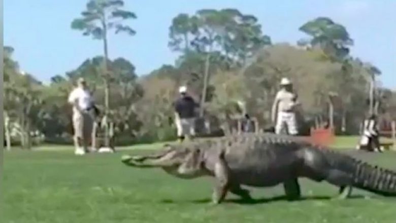 Po luanin golf kur para syve të tyre shfaqet aligatori gjigant (Foto/Video)