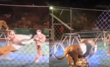 Luanët sulmojnë trajnerin gjatë një shfaqe në cirk, shikuesit tmerrohen (Foto/Video, +18)
