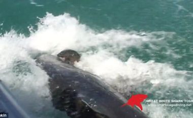 Pamje shokuese: Peshkaqeni gjigant e gëlltit fokën me një kafshim, në prezencë të disa turistëve (Foto/Video, +18)