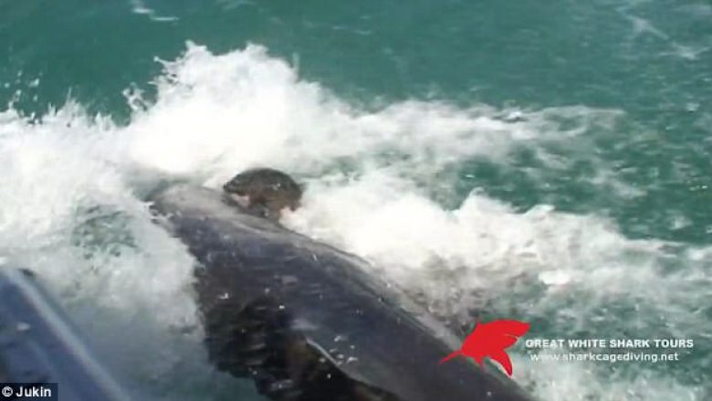 Pamje shokuese: Peshkaqeni gjigant e gëlltit fokën me një kafshim, në prezencë të disa turistëve (Foto/Video, +18)