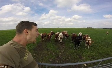 Mbledh lopët duke komunikuar me “gjuhën” e tyre! (Video)
