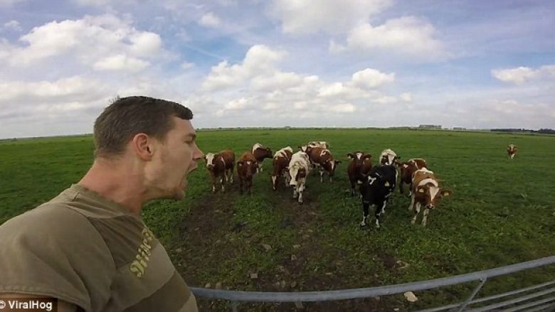 Mbledh lopët duke komunikuar me “gjuhën” e tyre! (Video)