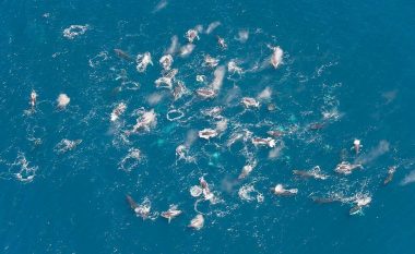 Befasohen ekspertët, mbi 200 balena janë mbledhur në një vend (Foto)