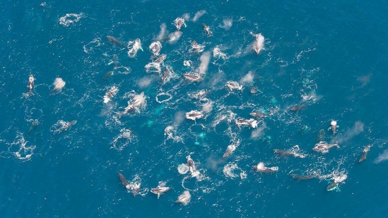 Befasohen ekspertët, mbi 200 balena janë mbledhur në një vend (Foto)