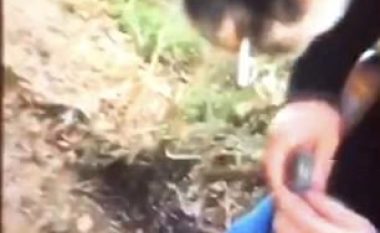 Fermeri kërkon arrestimin e të rinjve, ia ushqyen kalin me cigare (Video)