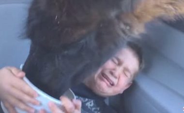 Frikësimi i fëmijës nga kafsha që ia hante ushqimin nga shporta që kishte përpara (Video)