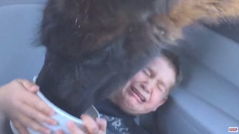 Frikësimi i fëmijës nga kafsha që ia hante ushqimin nga shporta që kishte përpara (Video)