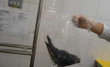 Inspektorët mbyllin restorantin, në kuzhinë gjetën edhe zog të ngordhur (Foto)