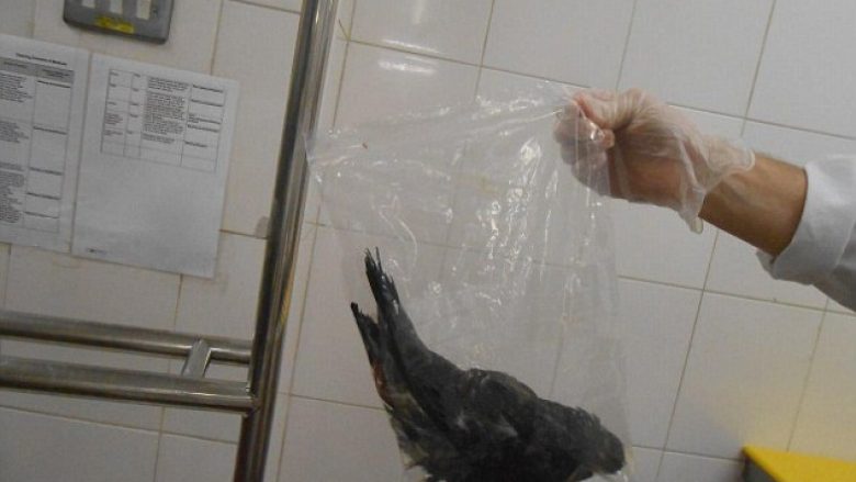 Inspektorët mbyllin restorantin, në kuzhinë gjetën edhe zog të ngordhur (Foto)