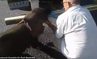 Ndihmoi elefantin e vogël që kishte etje, kritikohet që nuk e fiku cigaren (Video)