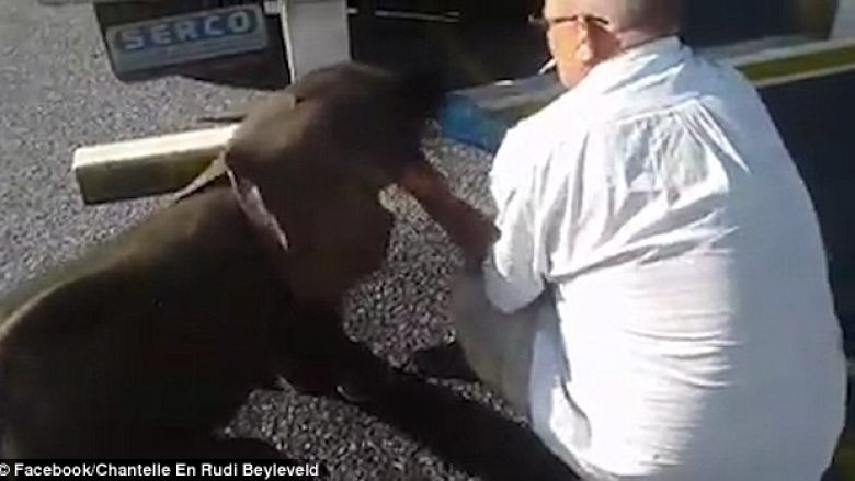 Ndihmoi elefantin e vogël që kishte etje, kritikohet që nuk e fiku cigaren (Video)