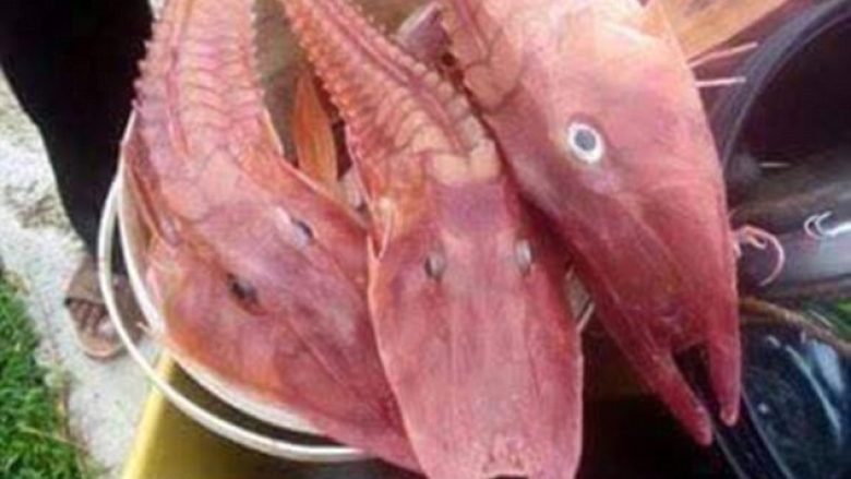Peshkatarët e befasuar me krijesat që kapën, nuk hezitojnë t’i pjekin për ushqim (Foto)