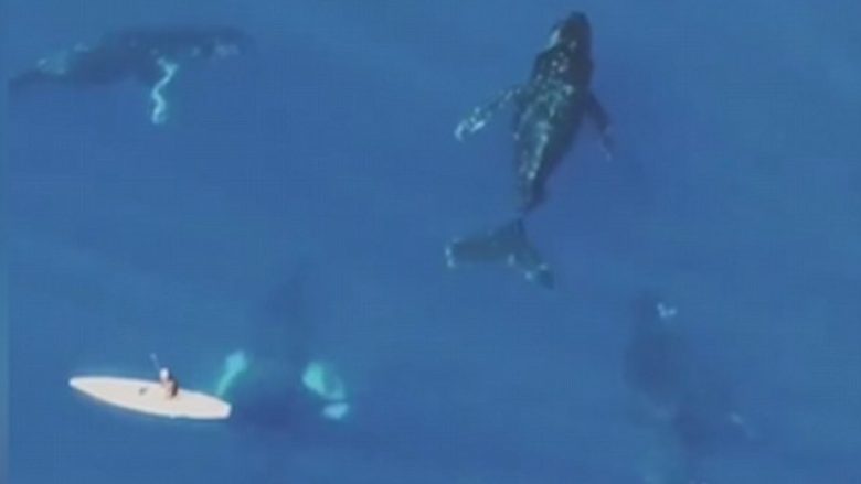 Poshtë surfistit notonin balenat që peshojnë nga 30 ton (Video)