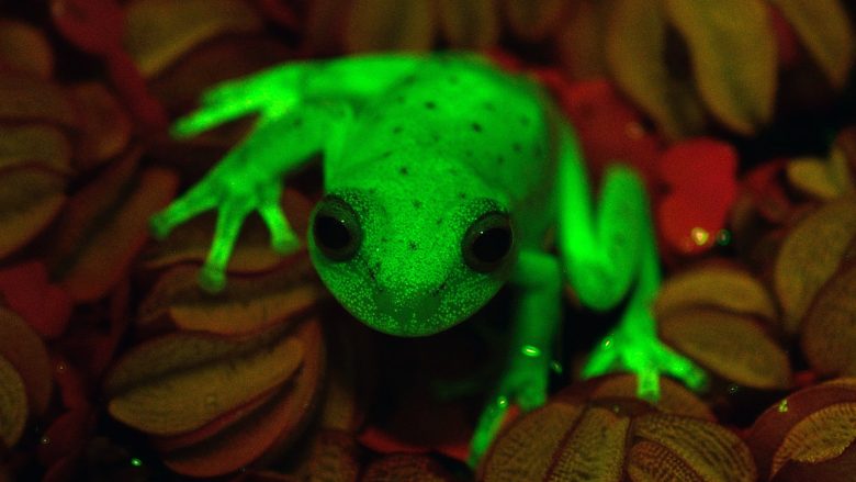 The frog that glows in the dark (Photo) - Telegraph - Telegraph