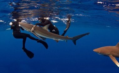 Zhytësit e guximshëm i hoqën peshkaqenit litarin që i kishte mbetur në trup (Video)