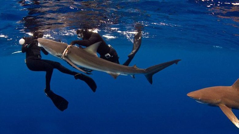 Zhytësit e guximshëm i hoqën peshkaqenit litarin që i kishte mbetur në trup (Video)