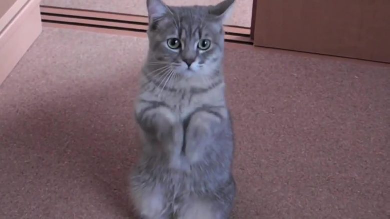 E ka mësuar macen me një truk të pazakonshëm: Tani është bërë hit i vërtetë në internet! (Video)