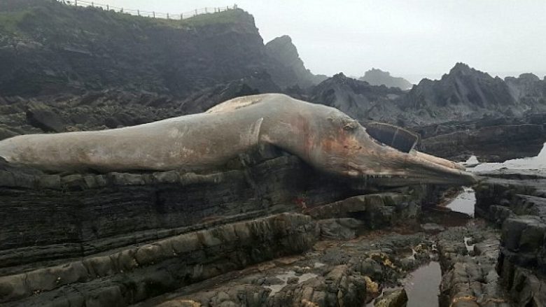 Një krijesë gjigante shfaqet në breg të një plazhi, ekspertët thonë se është një balenë (Foto)