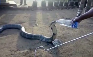 I etur së tepërmi, gjarpri bëhet “mik” me njerëzit (Video)