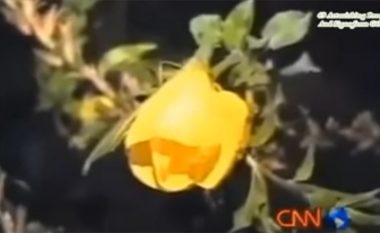 E ÇUDITSHME, lulja hapet kur e dëgjon EZANIN! Shikojeni… (Video)