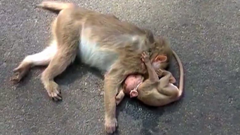 Momenti prekës kur majmuni i vogël “vajton” mbi trupin e nënës së ngordhur (Video,+16)
