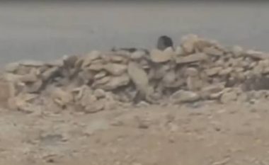 Pamje që tregojnë “zhdukjen” e terroristëve në Palmira të Sirisë (Video)