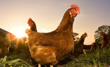 Konfirmohet rasti i parë i gripit të pulave në Durrës, Ministria e Bujqësisë jep detaje