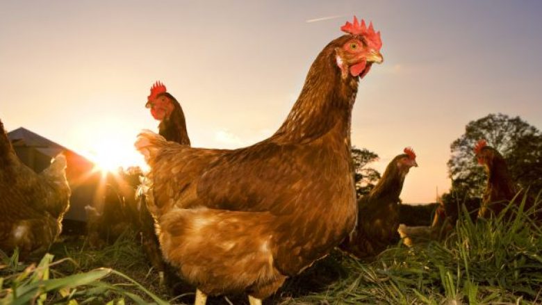 Në Kosovë, asgjësohen 8 mijë pula për shkak të sëmundjes