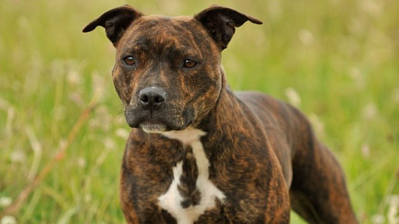 Pronari shqyhet për vdekje nga qeni i tij, gjatë intervistimit për BBC (Foto)